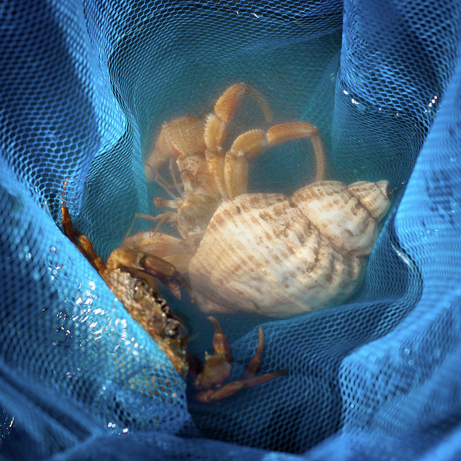 Crabs And Shells In A Blue Fishing Net Photograph by Judith Green