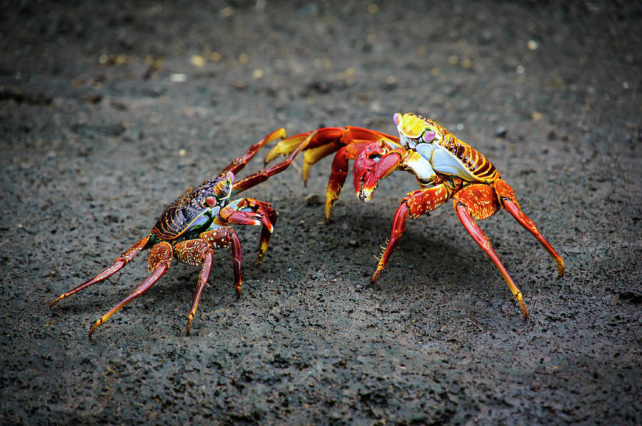 crab battle snake eater