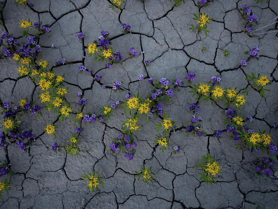 Cracked Blossoms Photograph by Emily Dickey