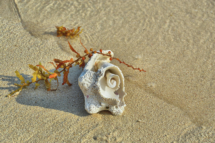 Cracked Conch Photograph by JAMART Photography