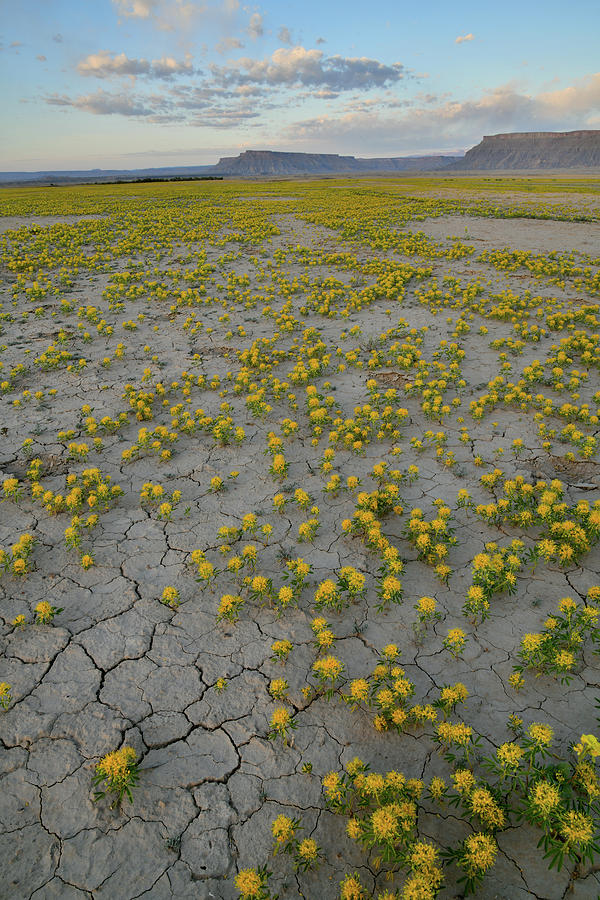Cracked Earth and Super Bloom at Factory Butte in Utah Photograph by Ray Mathis