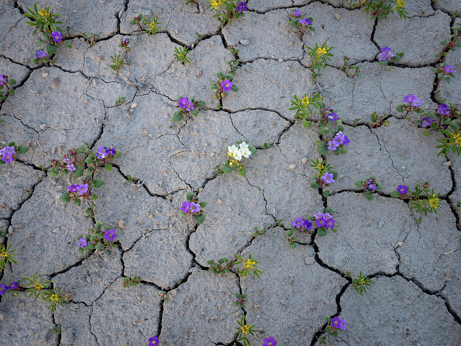 Cracked Photograph by Emily Dickey