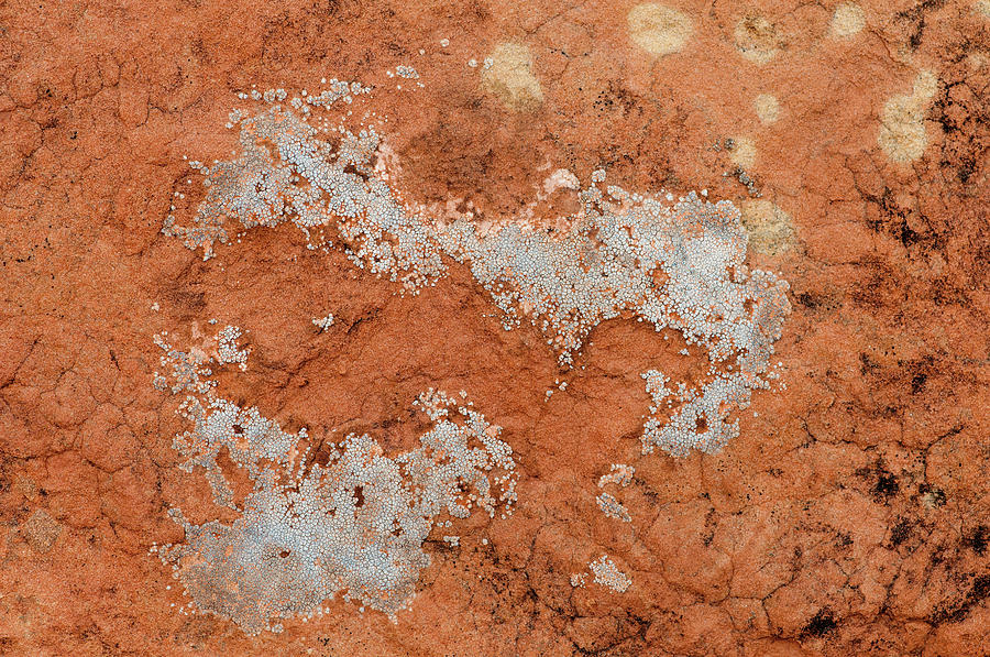Cracked Lichen On Red Sandstone Photograph by William Mullins