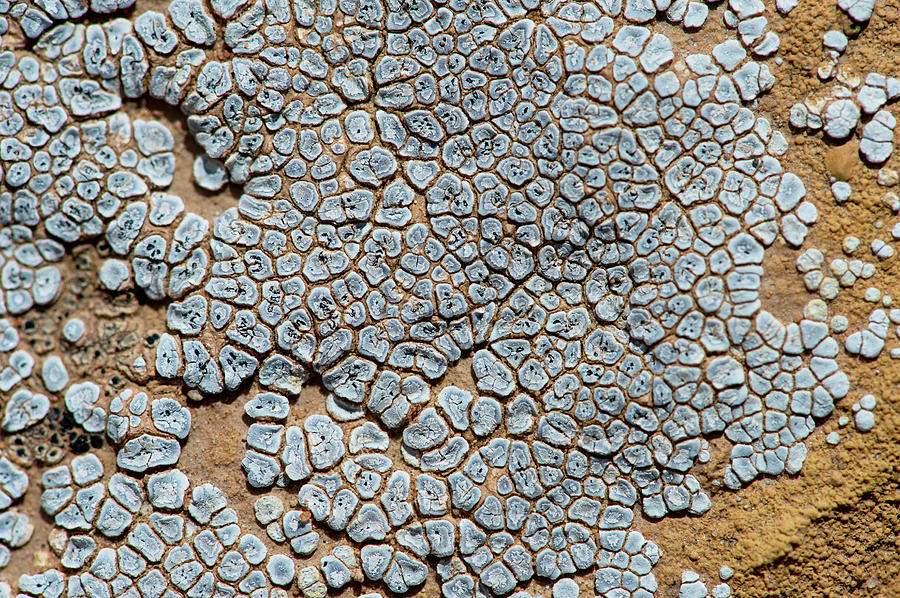Cracked Lichen Photograph by William Mullins