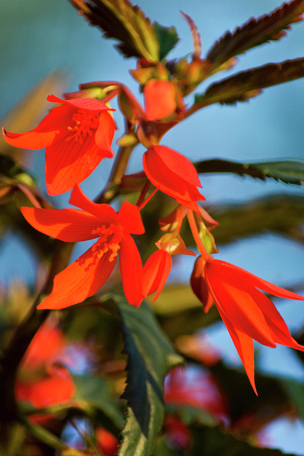 Crackling Fire Begonia Photograph by Christina Rollo