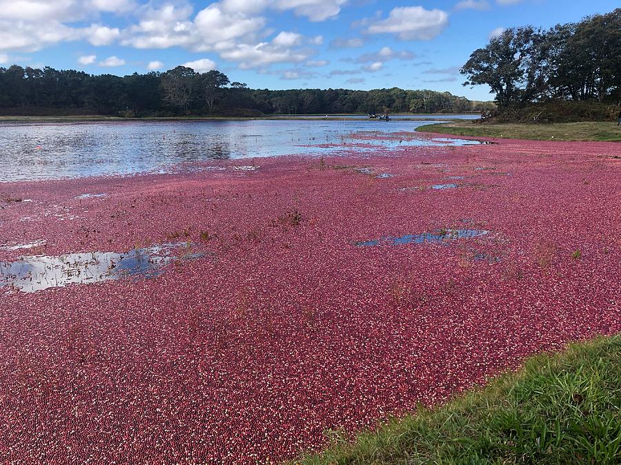 Cranberries on Cape Cod Photograph by Patricia Zumhagen - Fine Art America