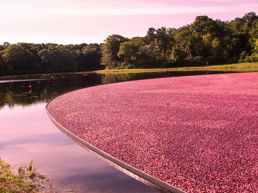 Outdoors Photograph - Cranberry Bog by Eunice Harris