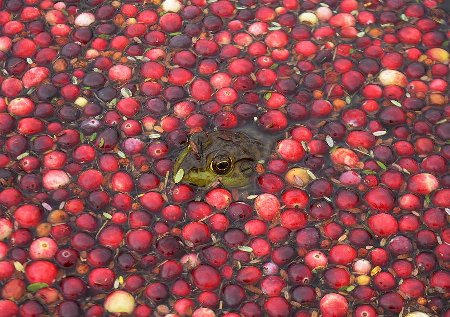 Cranberry Bog Frog Photograph by Garrett Sheehan