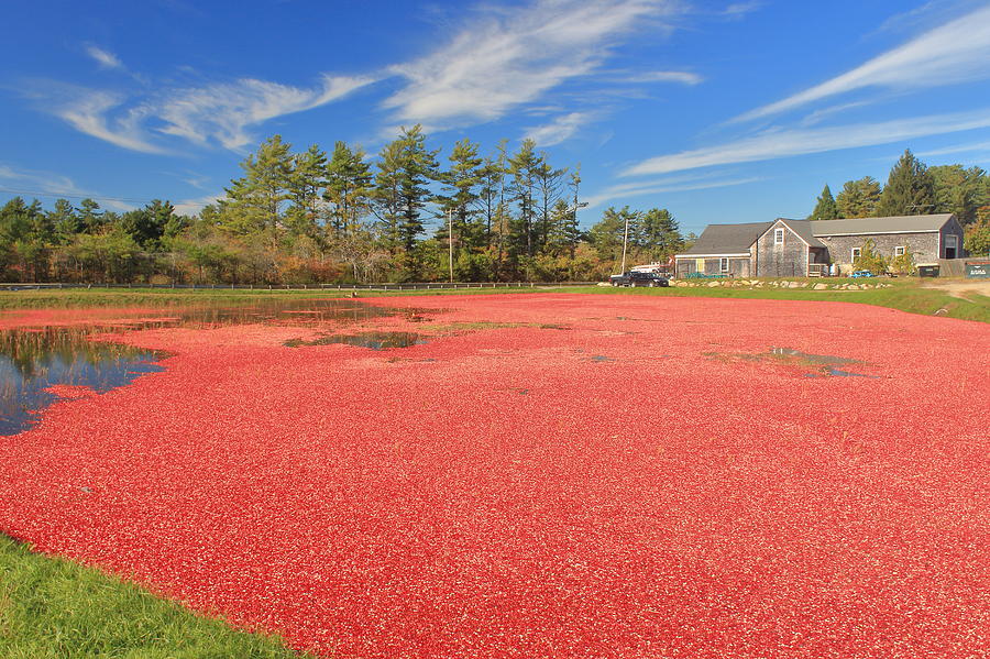 Cranberry Bog Harvest Color Photograph