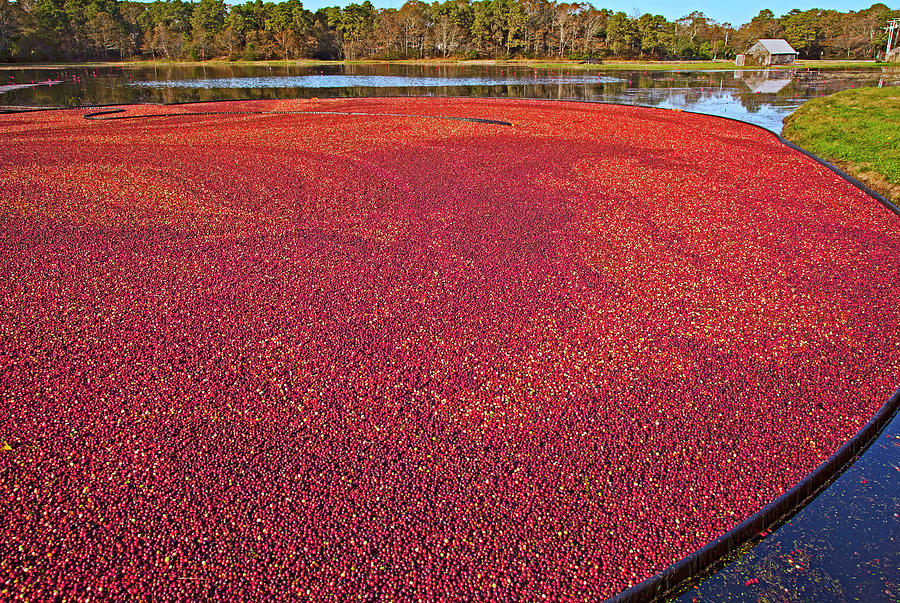 Cranberry Harvest, Cape Cod, Ma Digital Art by Claudia Uripos Fine