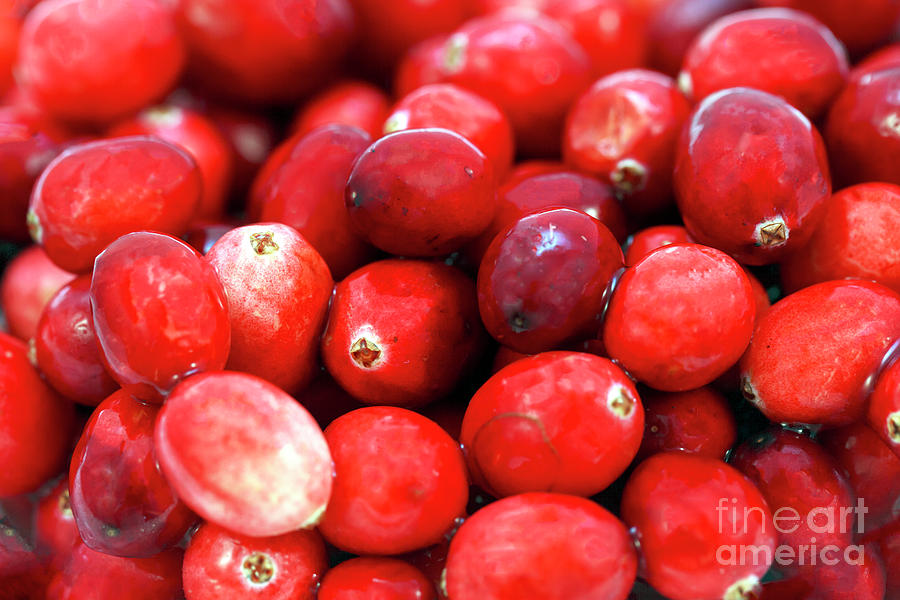 Cranberry Pile Photograph by John Rizzuto