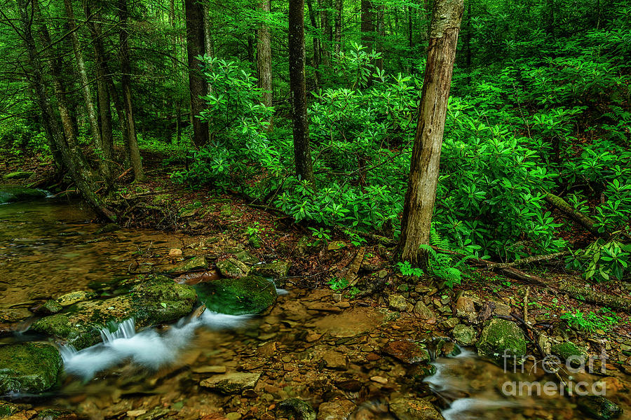 Cranberry Wilderness Stream and Rhododendron Photograph by Thomas R Fletcher