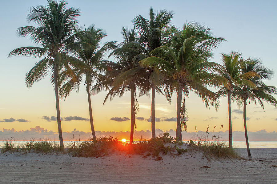 Crandon Park Palm Stand Photograph by Danny Seigel - Fine Art America