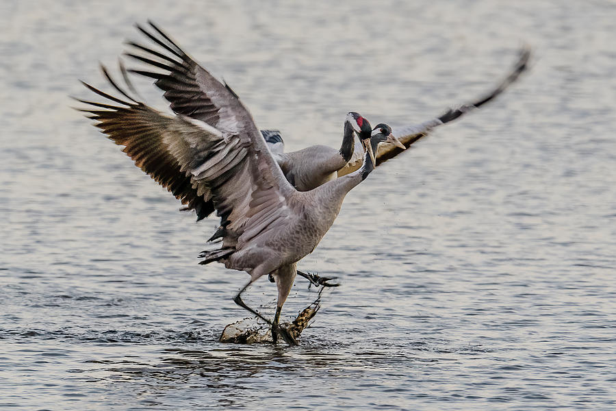 Crane Attacking Crane Photograph by Morris Finkelstein - Fine Art America