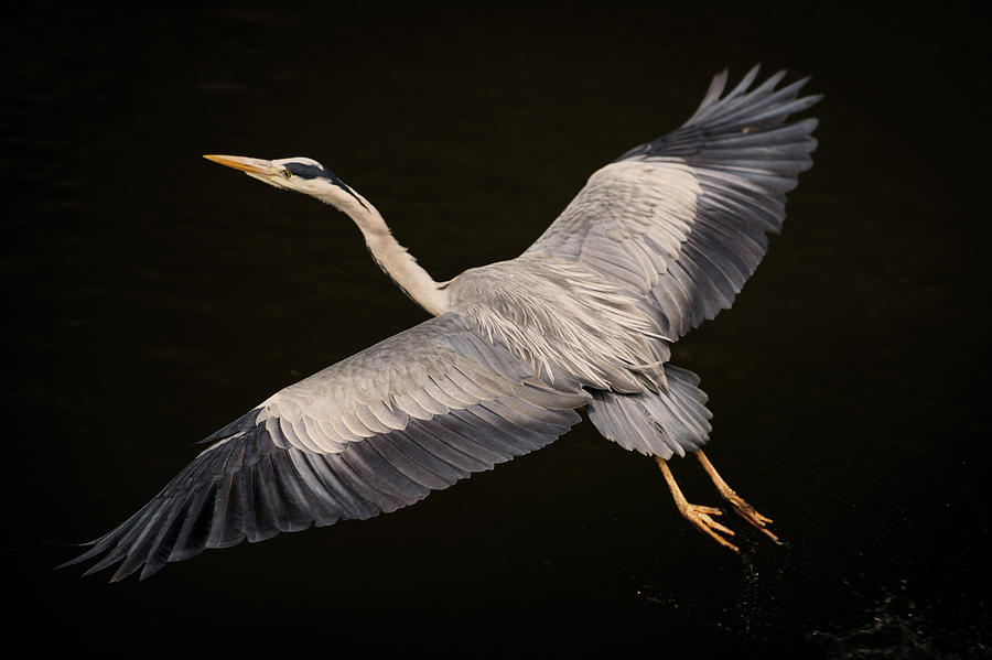 Crane Bird On Black Background Digital Art by George Karbus Photography ...