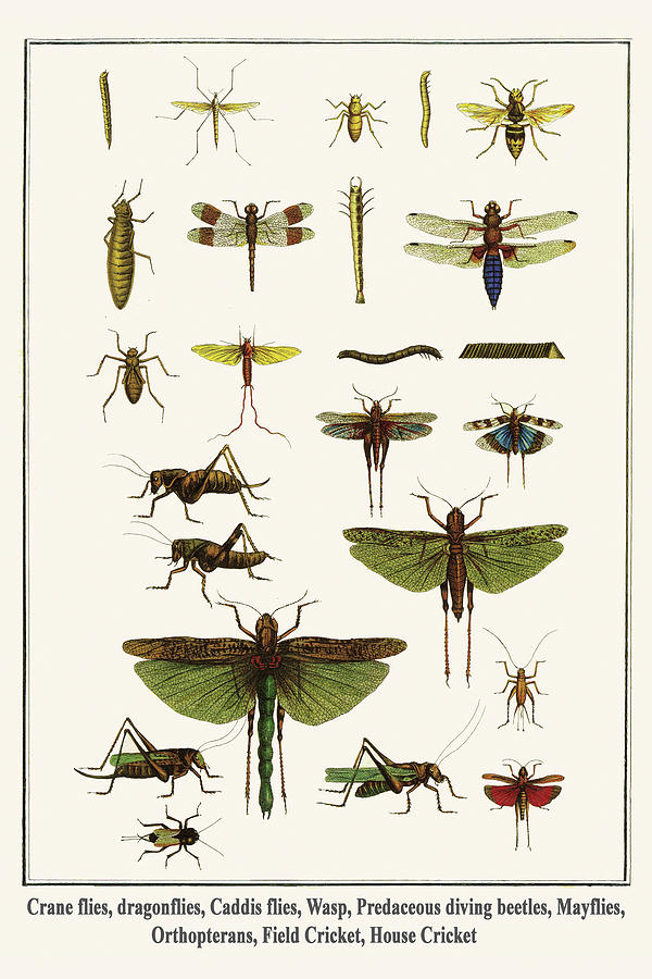 Crane flies, dragonflies, Caddis flies, Wasp, Predaceous diving beetles, Mayflies, Orthopterans, Field & House Cricket Painting by Albertus Seba