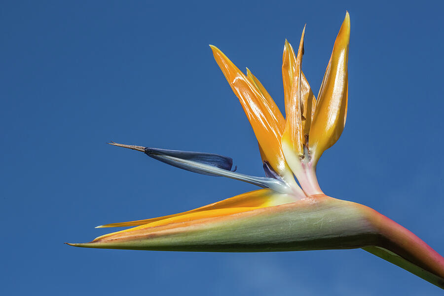 Crane Flower Kirstenbosch Botanical Gardens, Cape Town Photograph by ...