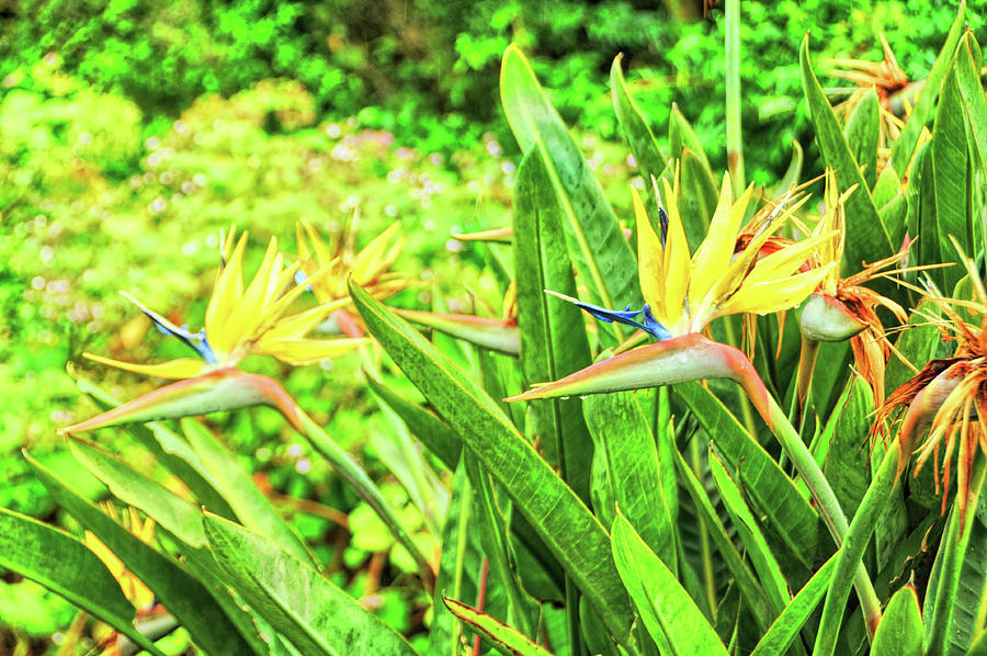 Crane Photograph - Crane Flowers by JAMART Photography