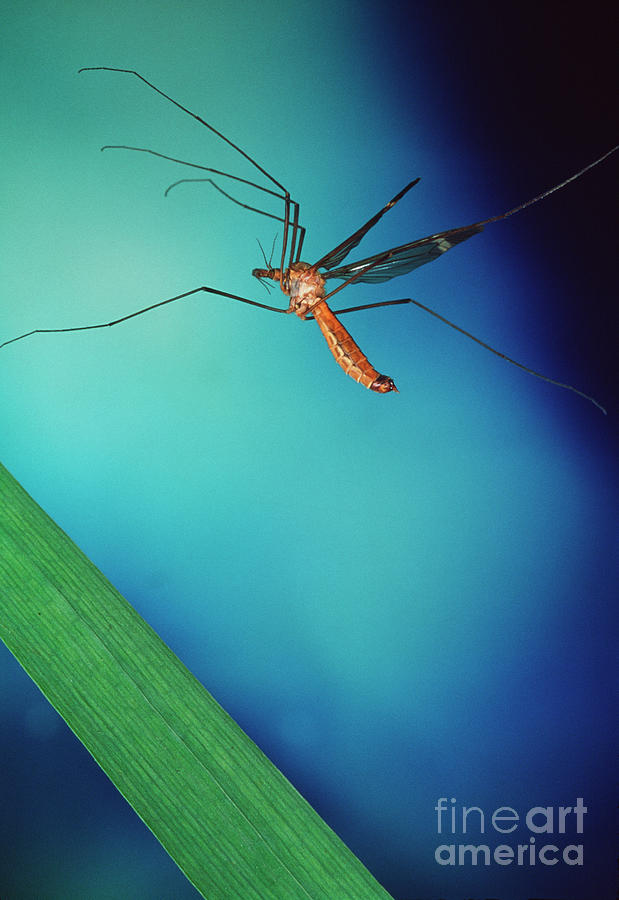 Crane Fly Photograph By Dr John Brackenburyscience Photo Library