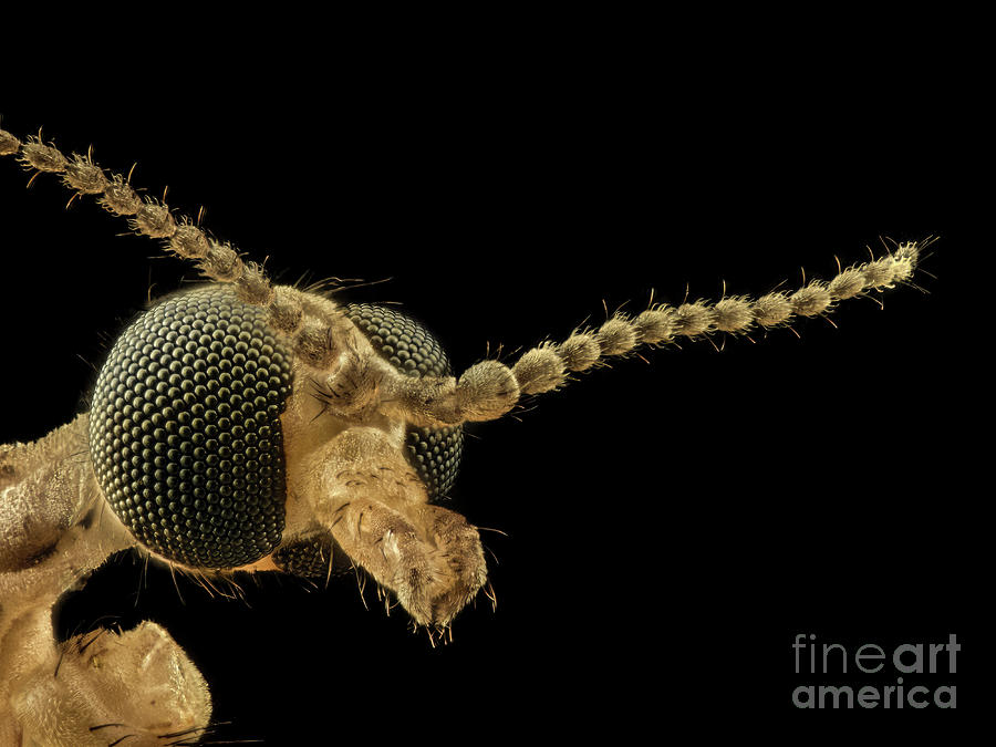 Crane Fly Head Photograph by Laguna Design/science Photo Library