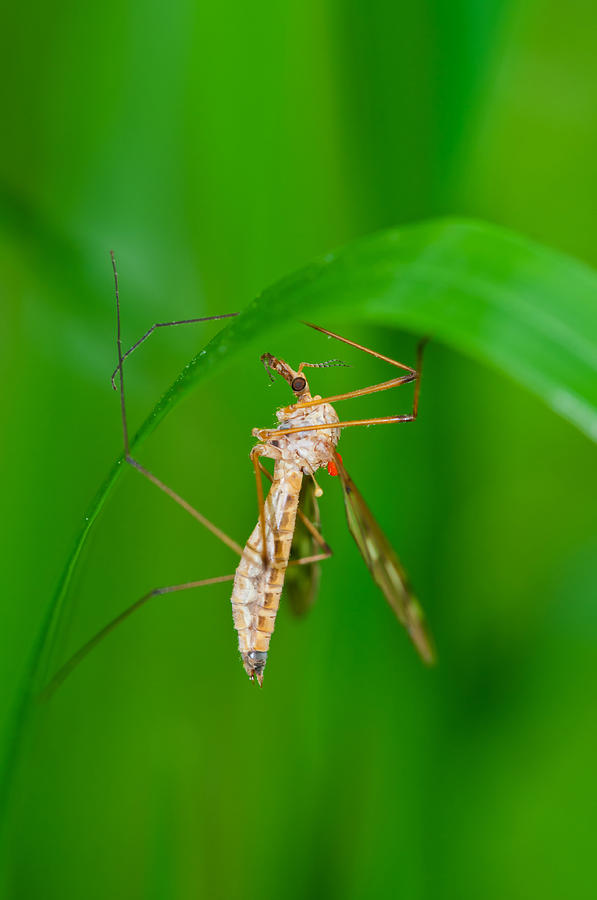 Crane Fly Photograph by Michael Lustbader