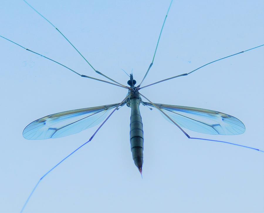 - Crane Fly Photograph by THERESA Nye