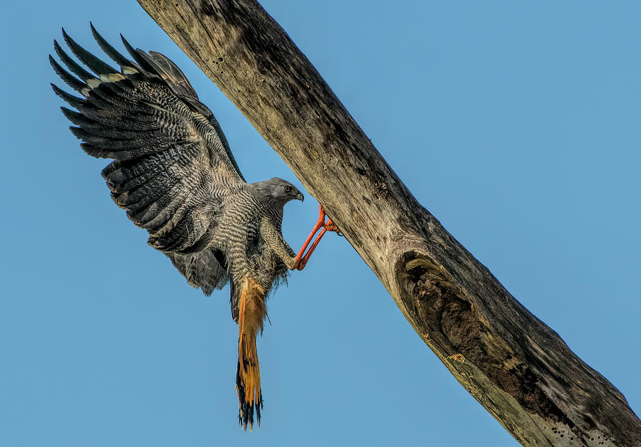 Crane Hawk Photograph by Wade Aiken