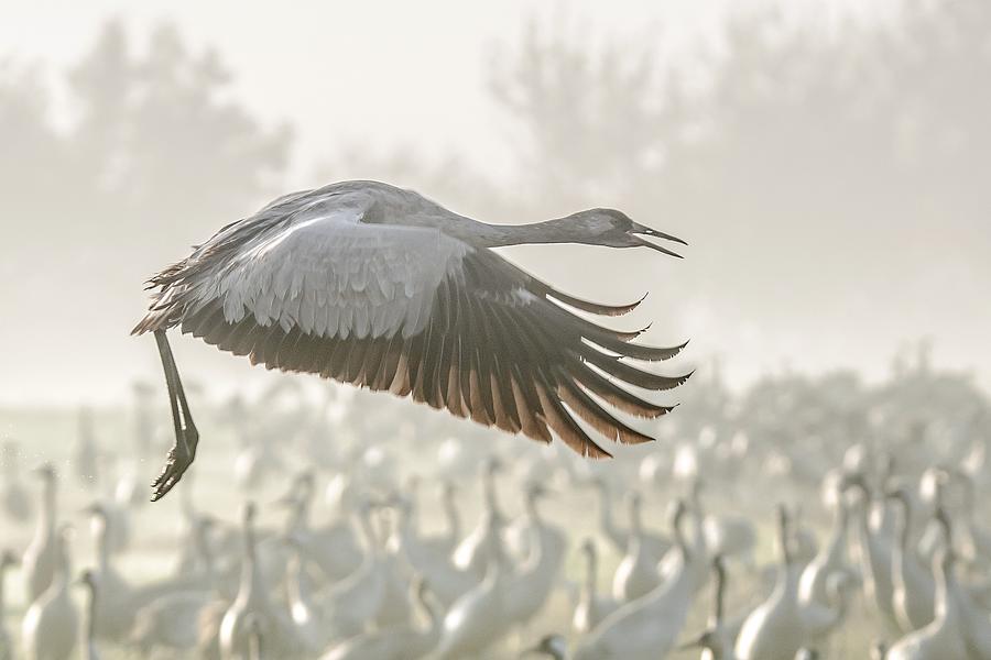 Nature Photograph - Crane In Flight... by Natalia Rublina