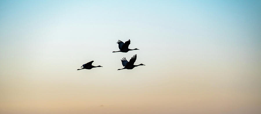 Crane In Flight Over Fields Of Montana Photograph by Alex Grichenko