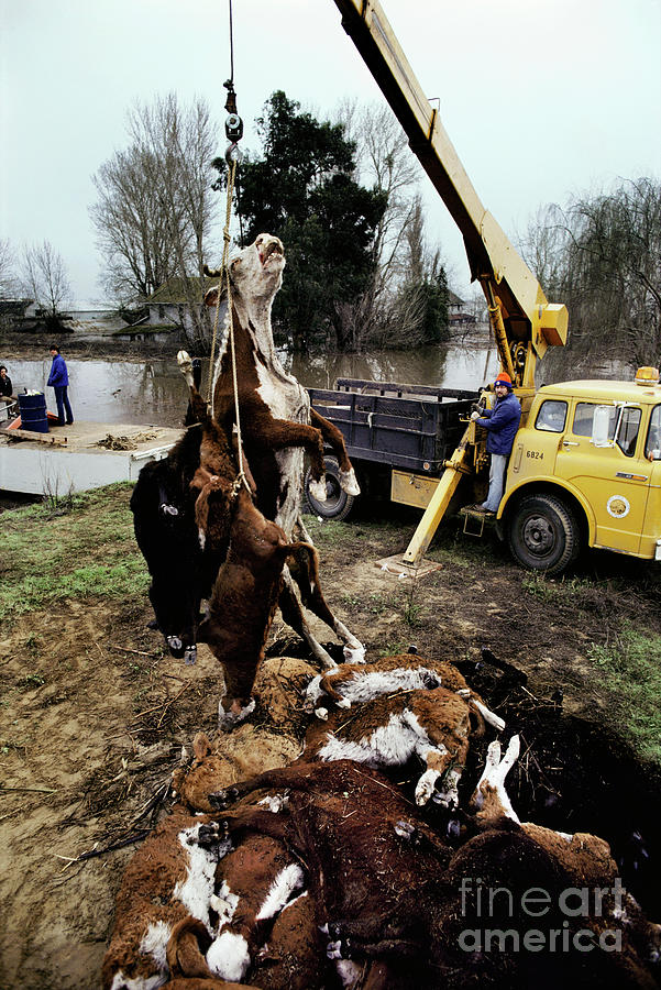Crane Lifting Dead Cattle Photograph by Peter Menzel/science Photo Library
