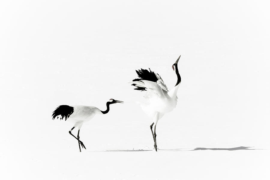 Crane Photograph by Makienis Photo Crane Photograph by Makienis Photo