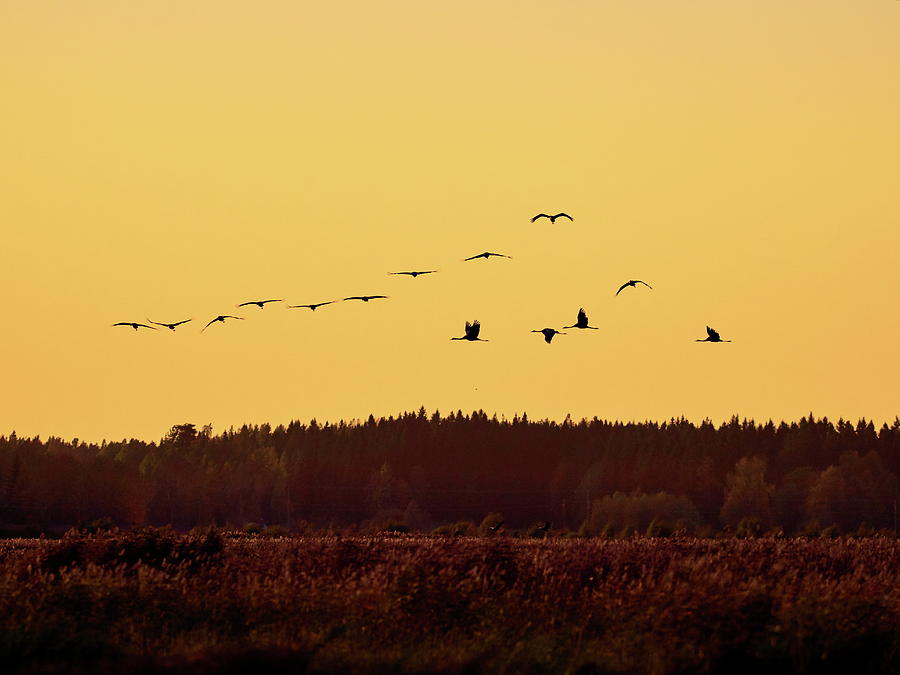 Crane on orange Photograph by Jouko Lehto