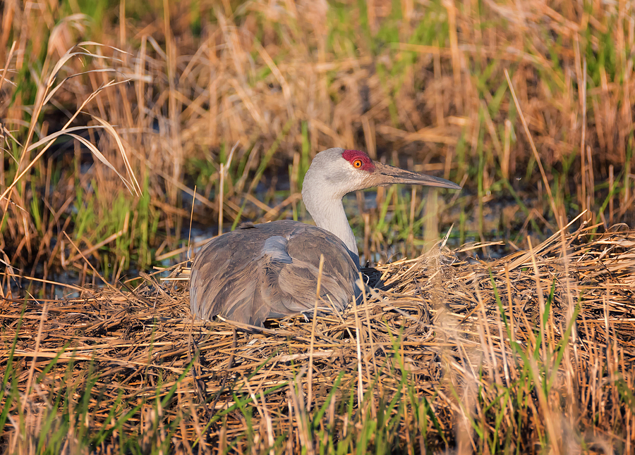 Crane Sitting on the Nest Photograph by Loree Johnson