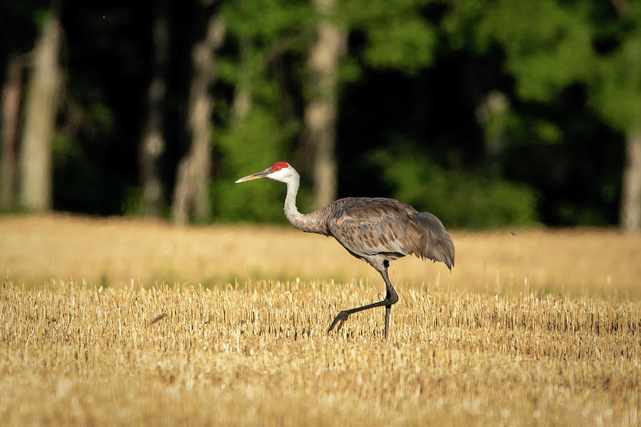 Crane Stalking Photograph by David Heilman