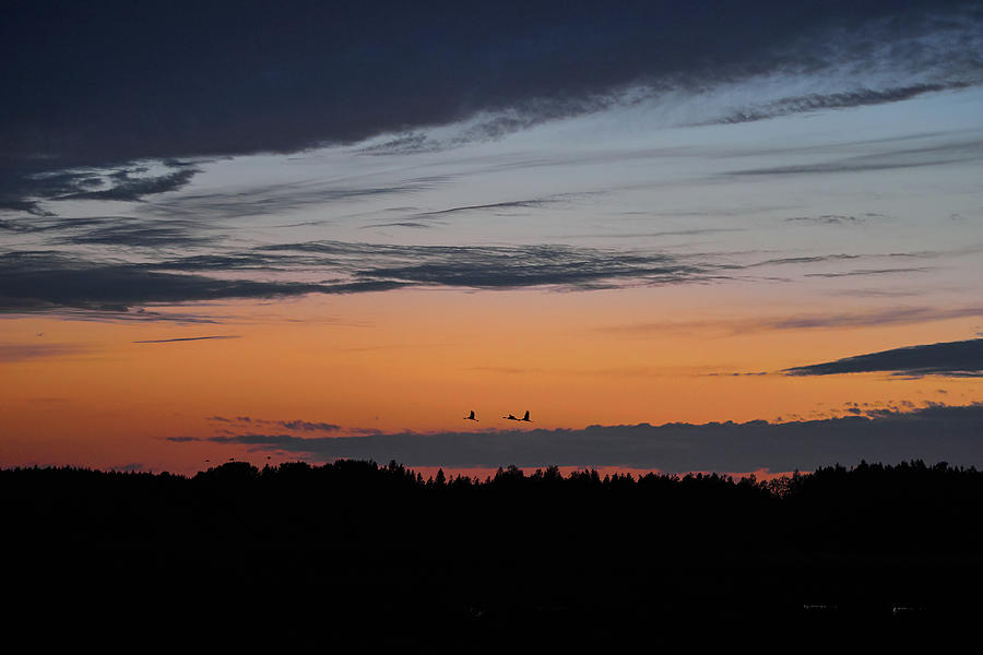 Crane sunset Photograph by Jouko Lehto