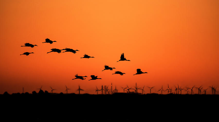 Sunset Photograph - Cranes And Wind Farm by H Jiang