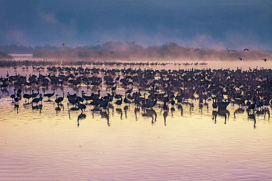 Love Photograph - Cranes at dawn by Liran Eisenberg