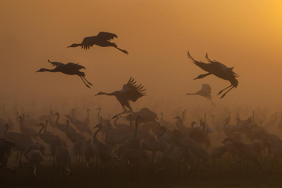 Cranes At Golden Sunrise ... Photograph by Natalia Rublina