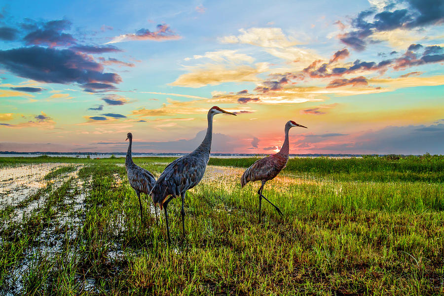Cranes at Sunset Photograph by Debra and Dave Vanderlaan