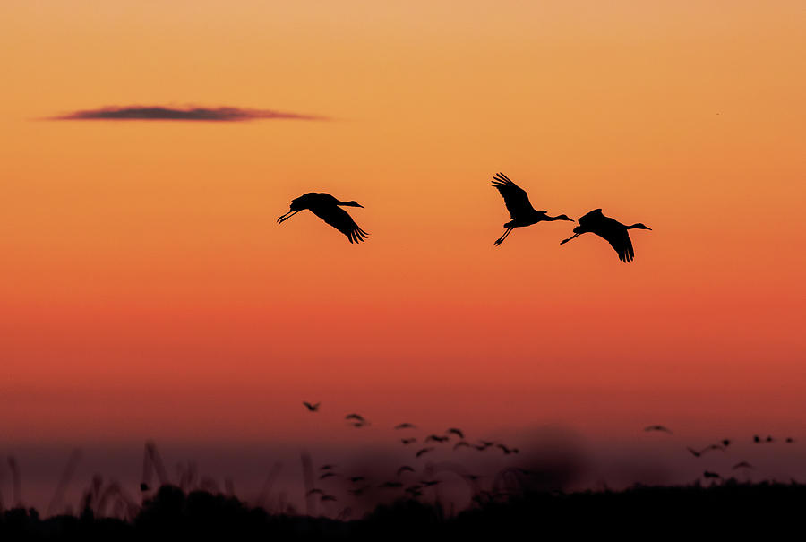 Cranes at Sunset by Lisa Malecki Cranes at Sunset by Lisa Malecki