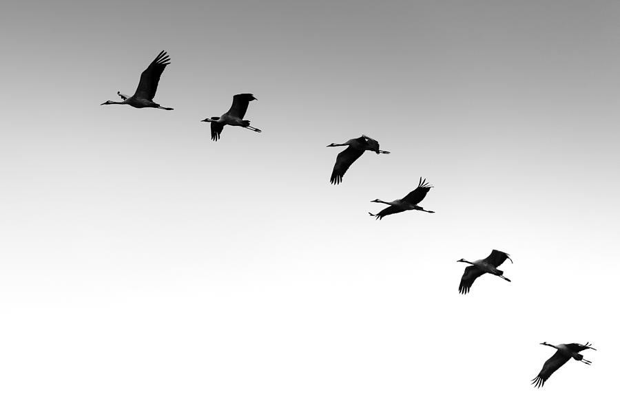 Crane Photograph - Cranes by Benny Pettersson