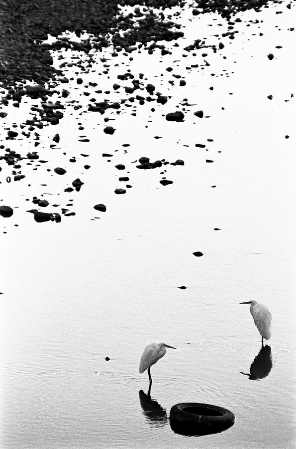 Cranes Photograph by Björn Neumann
