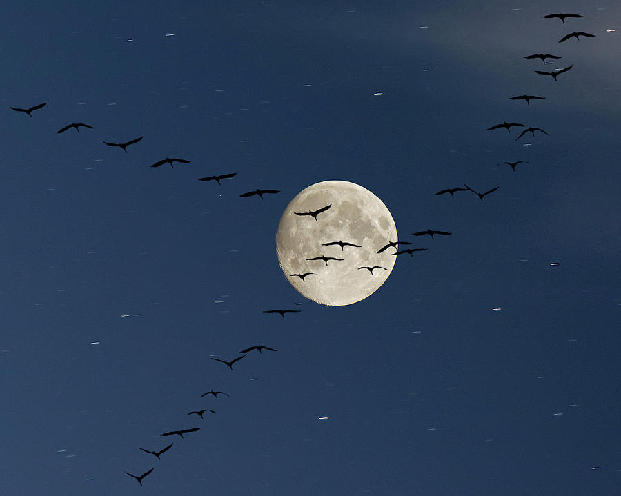 Cranes Flying To Moon Photograph by Sebastian Schneider