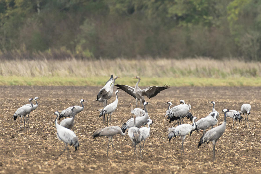 Fall Photograph - Cranes, Food Intolerance, Eating, Birds Of Luck, Birds, Bird Migration, Flying Cranes, Autumn, Arable, Cornfield, Crane Family, Rest Area, Linum, Linumer Bruch, Brandenburg, Germany by Martin Siering Photography