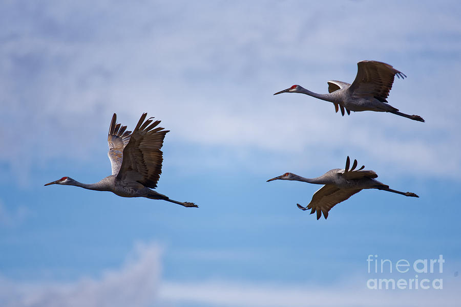 Cranes In Flight Photograph by Paul Mashburn