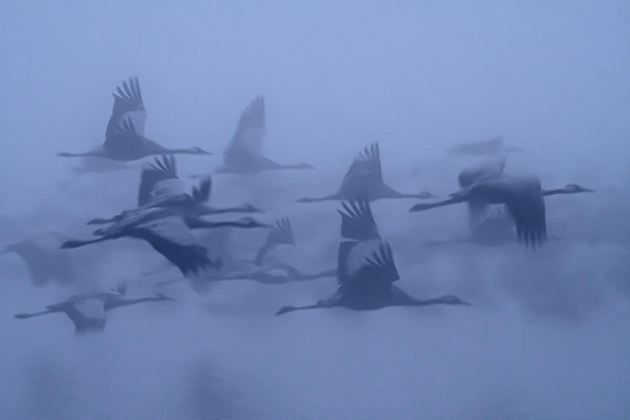 Wildlife Photograph - Cranes In The Fog by Yaki Zander