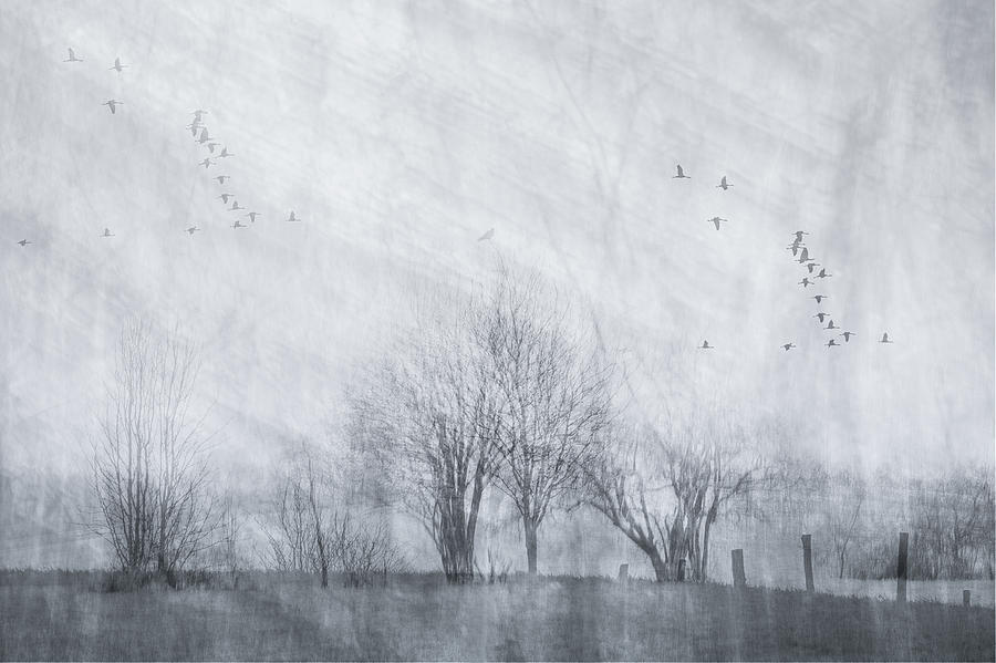 Tree Photograph - Cranes On A Grey Morning by Ina Bouhuijzen