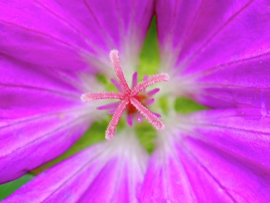 Cranesbill Geranium  Photograph by Alida M Haslett