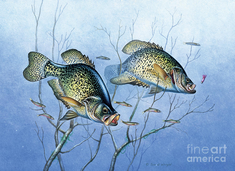 Bass and Spinner Bait Jigsaw Puzzle by Jon Wright - Fine Art America