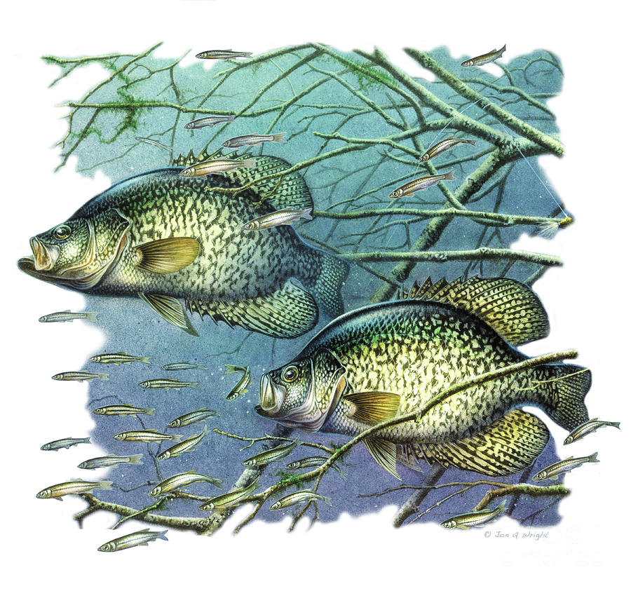 Crappie Vignette Painting by Dillon Wright | Fine Art America